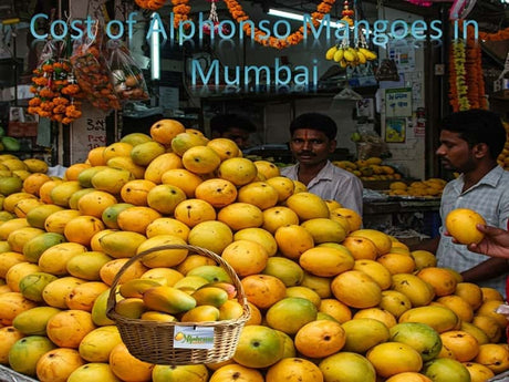 Cost Of Alphonso Mangoes in Mumbai