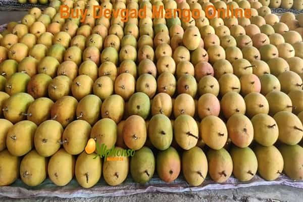 Buy Devgad Mango Online