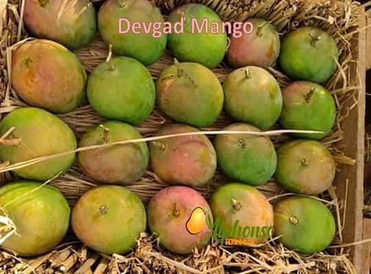 Devgad Mangoes - AlphonsoMango.in