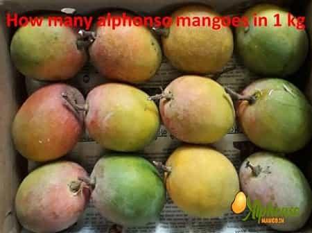 How many alphonso mangoes in 1 kg - AlphonsoMango.in