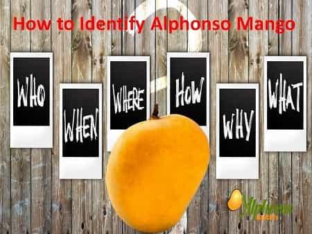 How to identify alphonso mango - AlphonsoMango.in