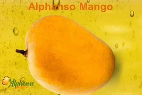 Alphanso mango from Ratnagiri and Devgad