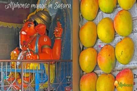 Alphonso Mango in Satara - AlphonsoMango.in