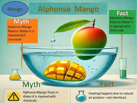 Alphonso Mango Myth and Facts