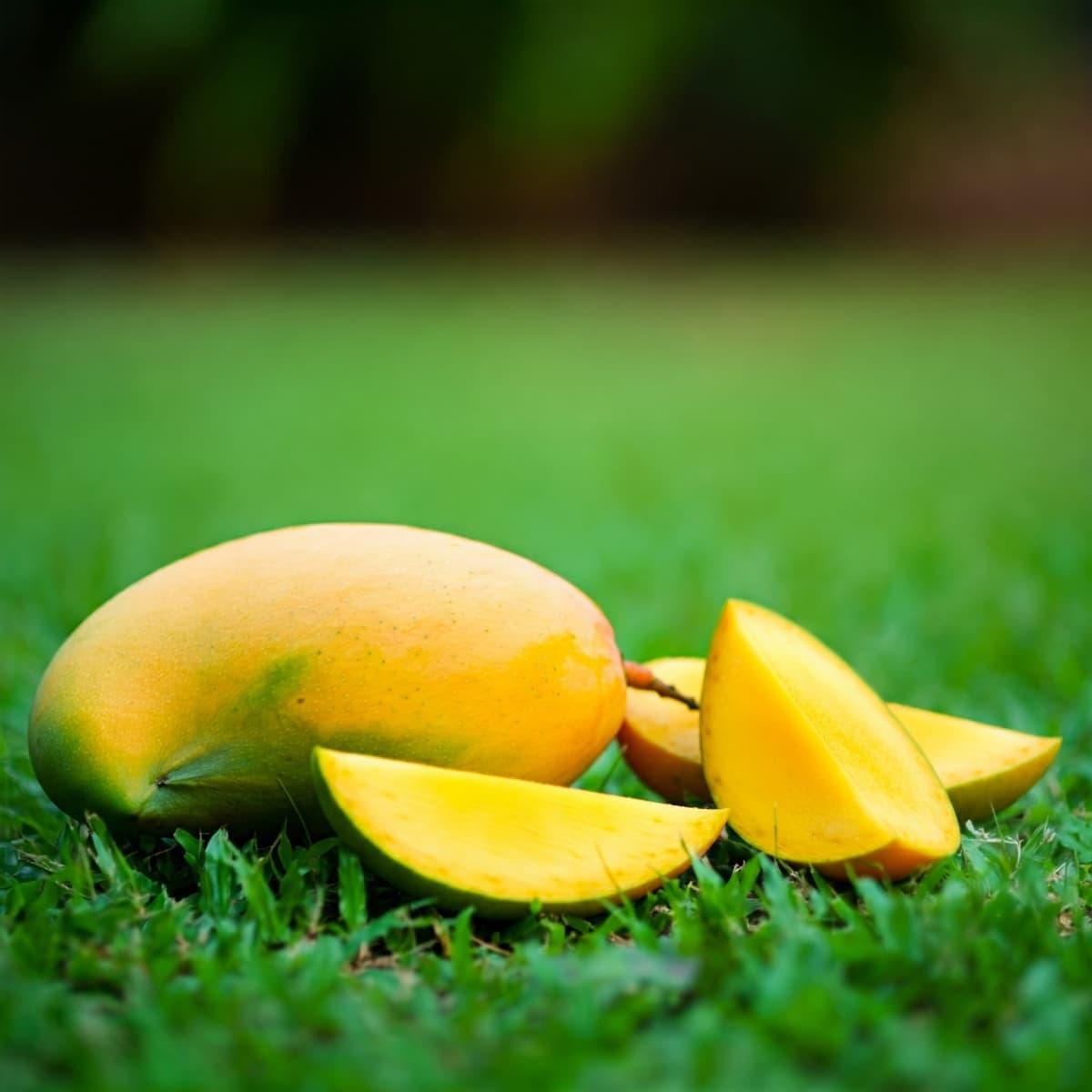 Ratnagiri hapus mango prices