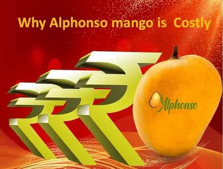 Why alphonso mango is costly - AlphonsoMango.in