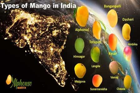 Types of mangoes Available in India? - AlphonsoMango.in