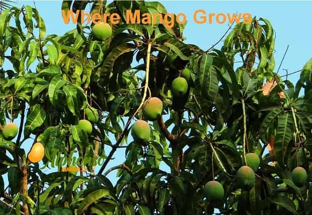 Where Mango Grows
