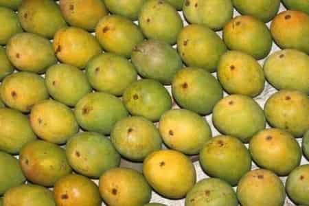 Why Ratnagiri Alphonso mangoes? - AlphonsoMango.in