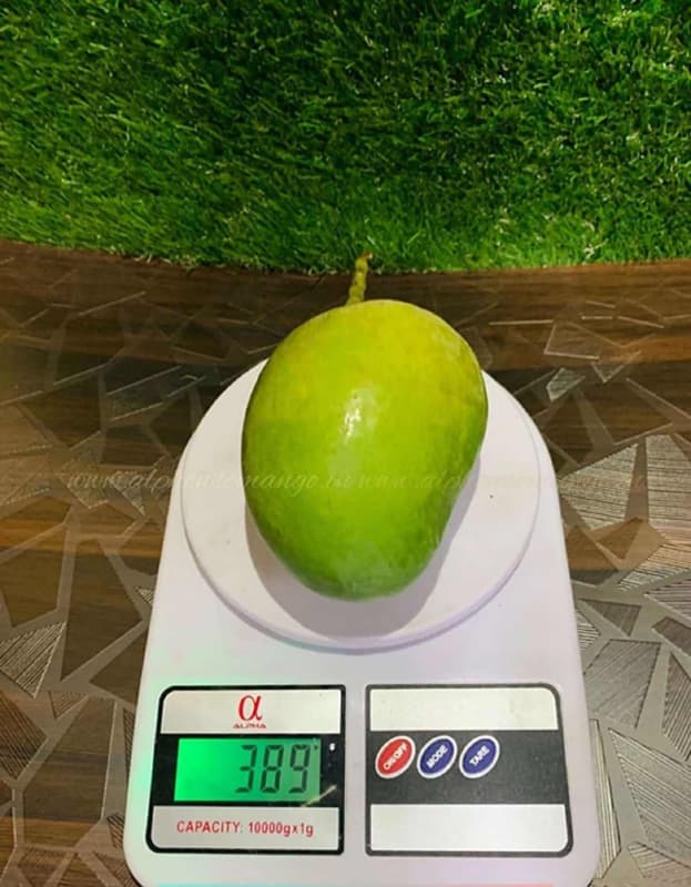 Buy Authentic Ratnagiri Alphonso Mango (GI Tagged Certified) Hapus Aam Ratnagiri Mango - AlphonsoMango.in