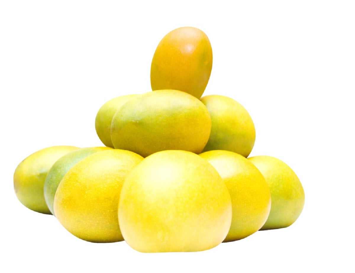 Buy Authentic Ratnagiri Alphonso Mango (GI Tagged Certified) Hapus Aam Ratnagiri Mango - AlphonsoMango.in