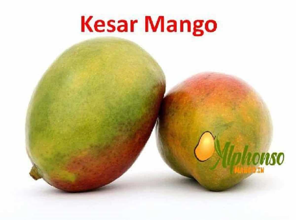 Buy Kesar Mango Online – Taste Gujarat's Saffron Gem - AlphonsoMango.in