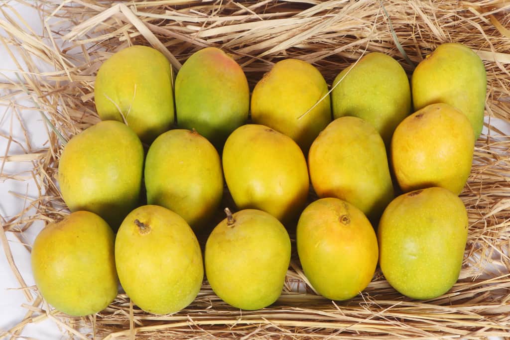 Hapus Mango for Exports from India
