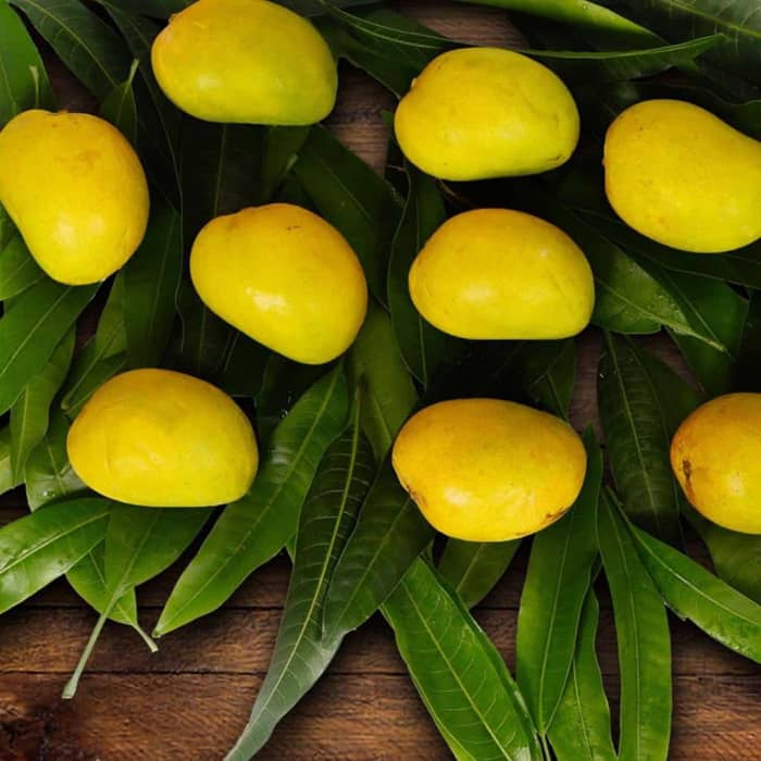 Original Devgad Alphonso Mango (Export Quality Devgad Hapus) Order Now - AlphonsoMango.in