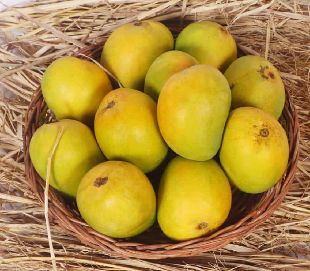 Original Devgad Alphonso Mango (Export Quality Devgad Hapus) Order Now - AlphonsoMango.in