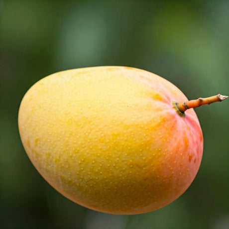 Alphonso mango in Bhubaneswar