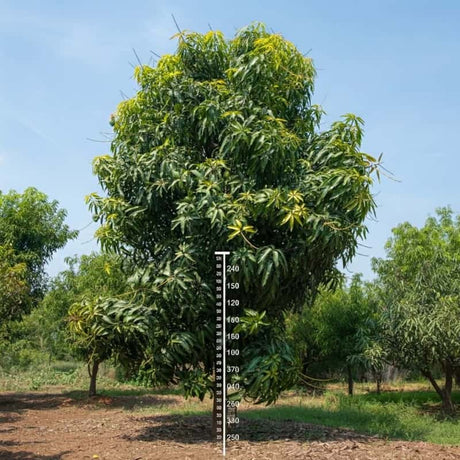 Mango tree height