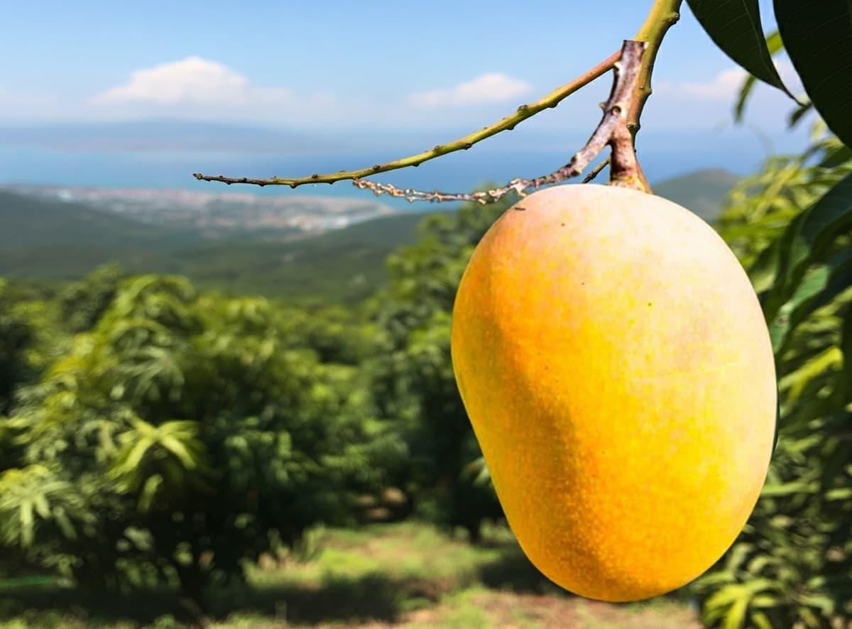 Ratnagiri Alphonso Mango Price