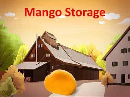 A Guide to Storing Mangoes - AlphonsoMango.in