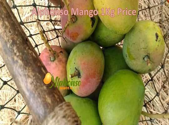 Affordable Alphonso Mango 1kg Price - AlphonsoMango.in