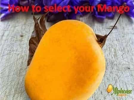 All Things Mangoes: Selection, Storage and Ripening. - AlphonsoMango.in