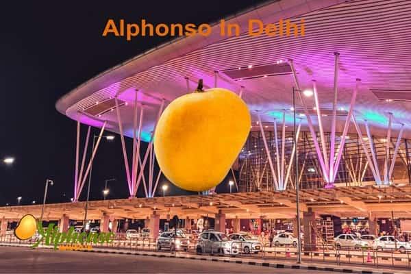 Alphonso in Delhi: Fresh Mango Delivery - AlphonsoMango.in