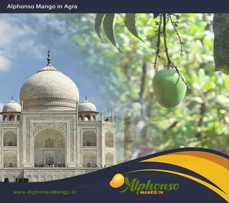 Alphonso Mango in Agra Uttar pradesh - AlphonsoMango.in