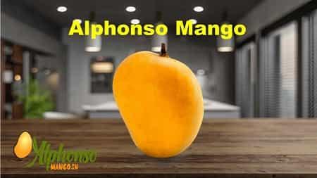 Alphonso Mango - AlphonsoMango.in