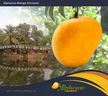 Alphonso Mango Amravati - AlphonsoMango.in