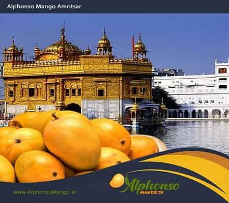 Alphonso Mango Amritsar Punjab - AlphonsoMango.in