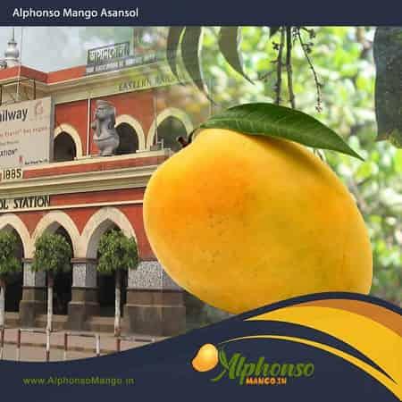 Alphonso Mango Asansol Assam - AlphonsoMango.in