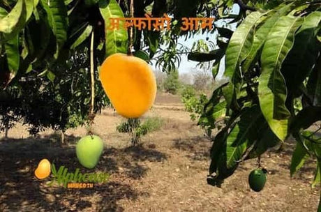 ಅಲ್ಫೋನ್ಸೋ ಮಾವು: ಈಗಲೇ ಖರೀದಿಸಿ (Alphonso Mango: Buy Now) - AlphonsoMango.in