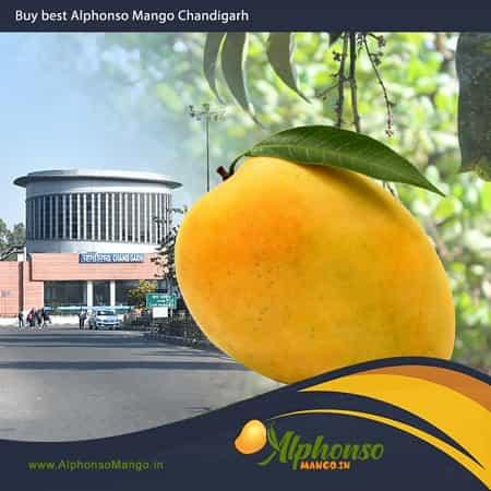 Alphonso Mango Chandigarh - AlphonsoMango.in