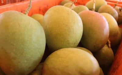 Alphonso Mango grading - AlphonsoMango.in