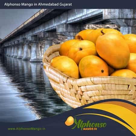 Alphonso Mango in Ahmedabad Gujarat - AlphonsoMango.in