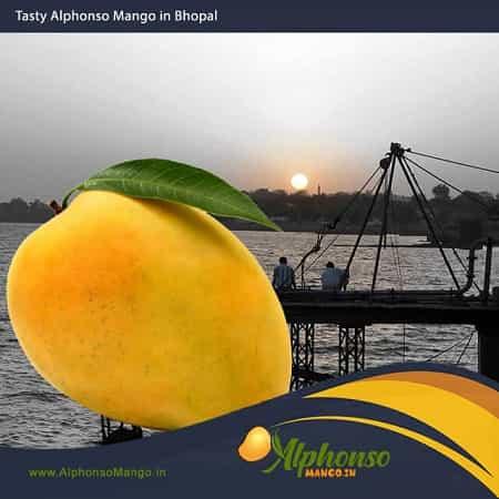 Alphonso Mango in Bhopal - AlphonsoMango.in