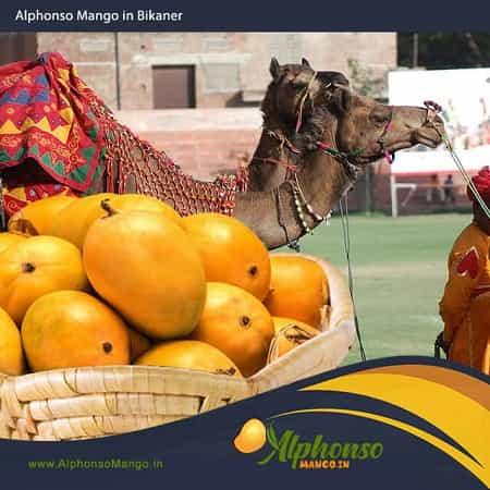 Alphonso Mango in Bikaner - AlphonsoMango.in
