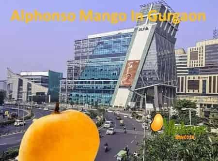 Alphonso Mango in Gurgaon - AlphonsoMango.in