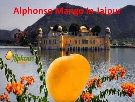 Alphonso Mango in Jaipur - AlphonsoMango.in