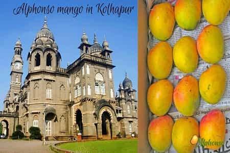 Alphonso Mango in Kolhapur - AlphonsoMango.in