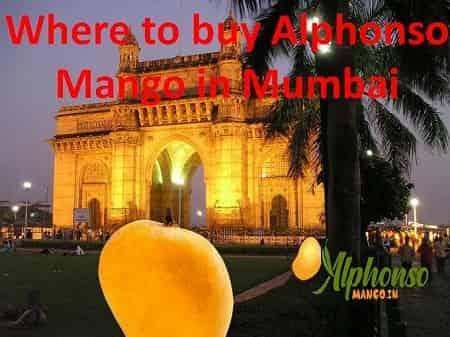 Alphonso mango in Mumbai - AlphonsoMango.in