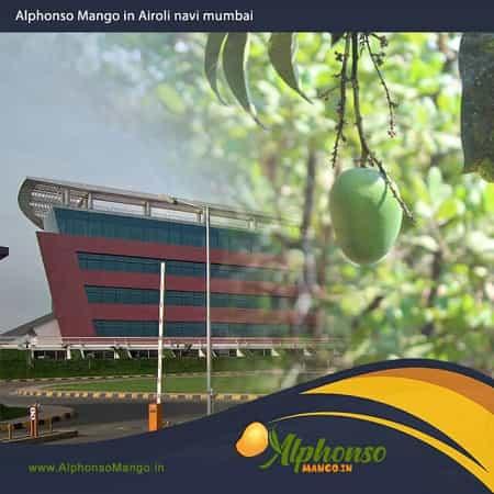 Alphonso Mango in Navi Mumbai - AlphonsoMango.in