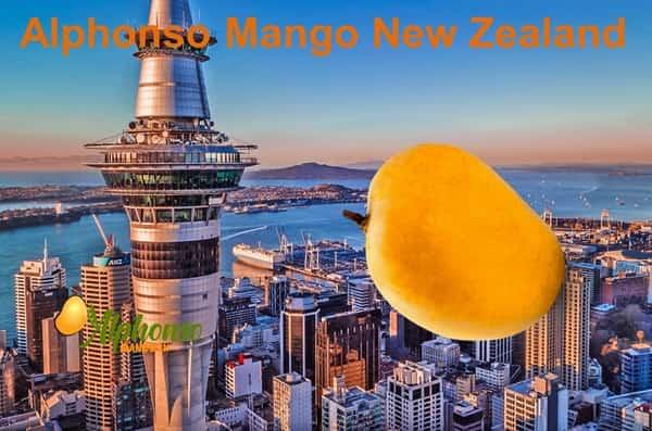 Alphonso Mango New Zealand