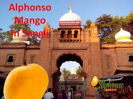 Alphonso Mango in Sangli - AlphonsoMango.in