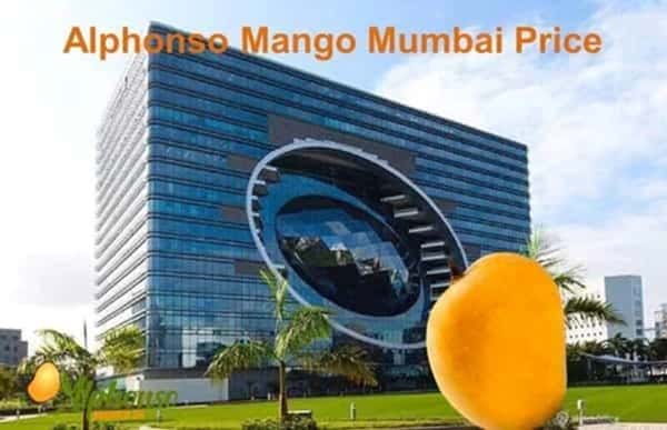 Alphonso Mango Mumbai Price