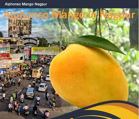 Alphonso Mango Nagpur - AlphonsoMango.in