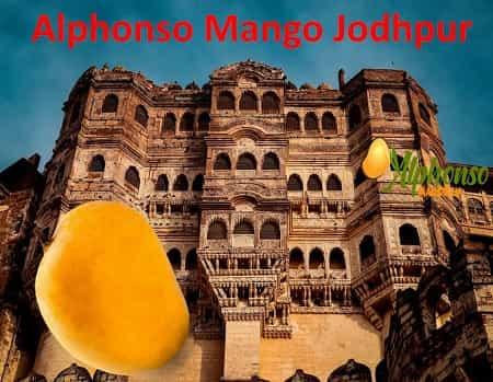 Alphonso Mango Online Jodhpur - AlphonsoMango.in