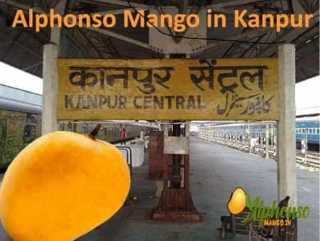 Alphonso Mango Online Kanpur - AlphonsoMango.in