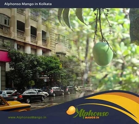 Alphonso Mango Online Kolkata - AlphonsoMango.in