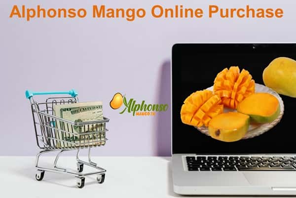 Alphonso Mango Online Purchase